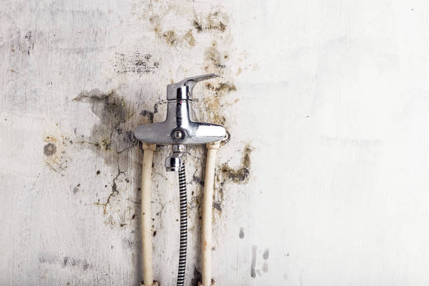 Mold Removal Process in Whispering Pines, NC