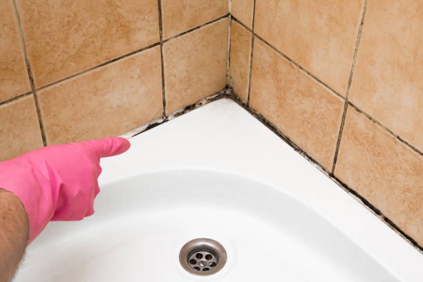 Reliable Whispering Pines, NC Mold Removal Solutions